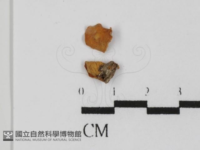 登錄號:F0000993藏品圖，第1張