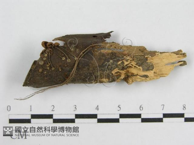微皮傘屬藏品圖，第1張