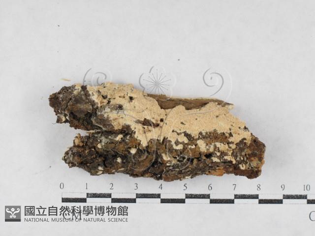 登錄號:F0026993藏品圖，第1張