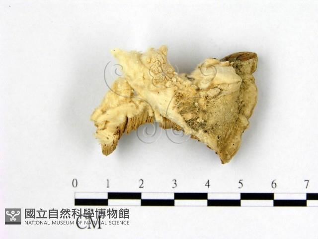 登錄號:F0006993藏品圖，第1張