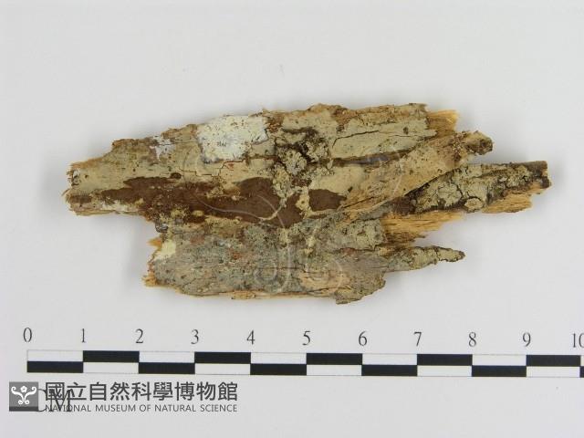 登錄號:F0016993藏品圖，第1張