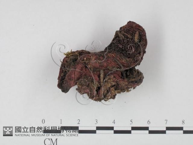 登錄號:F0021993藏品圖，第1張