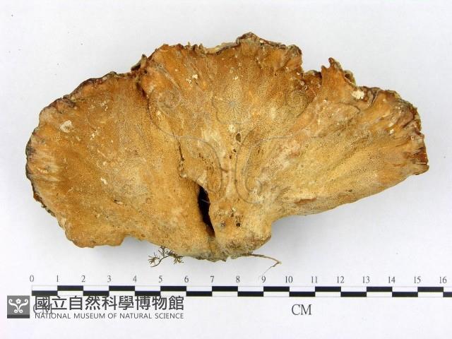 登錄號:F0001993藏品圖，第3張