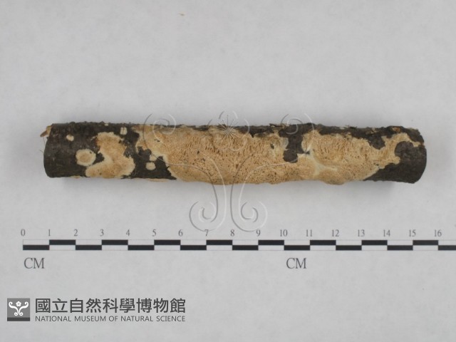 登錄號:F0024993藏品圖，第1張