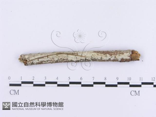 登錄號:F0002993藏品圖，第1張