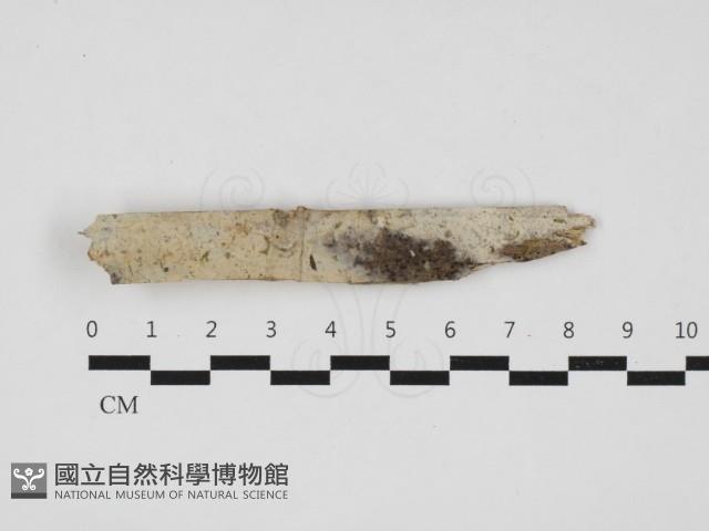 登錄號:F0032993藏品圖，第1張