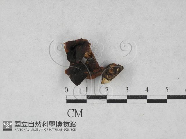 側耳屬藏品圖，第1張