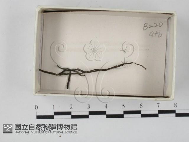 登錄號:F0017993藏品圖，第1張