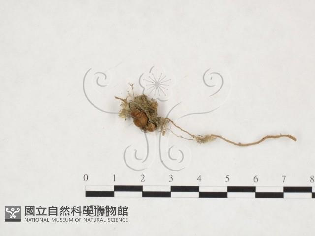 登錄號:F0025993藏品圖，第1張