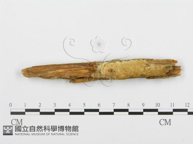 登錄號:F0005993藏品圖，第1張