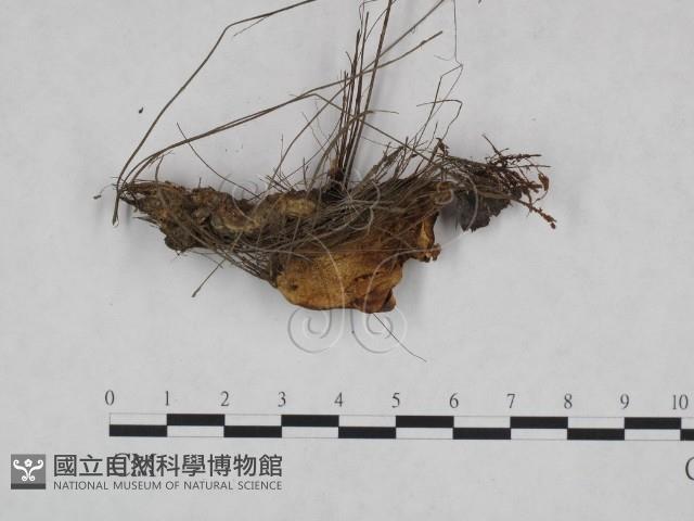 登錄號:F0023993藏品圖，第1張