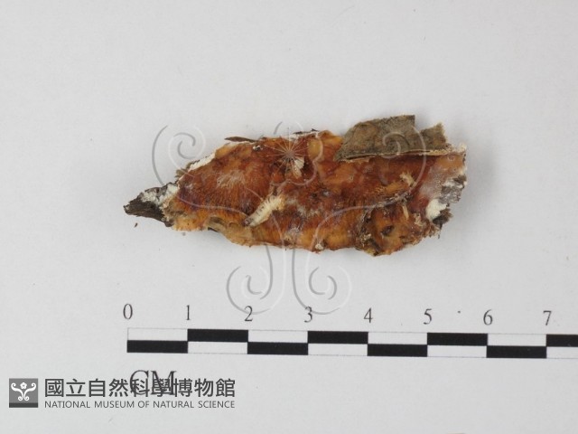 登錄號:F0013993藏品圖，第1張