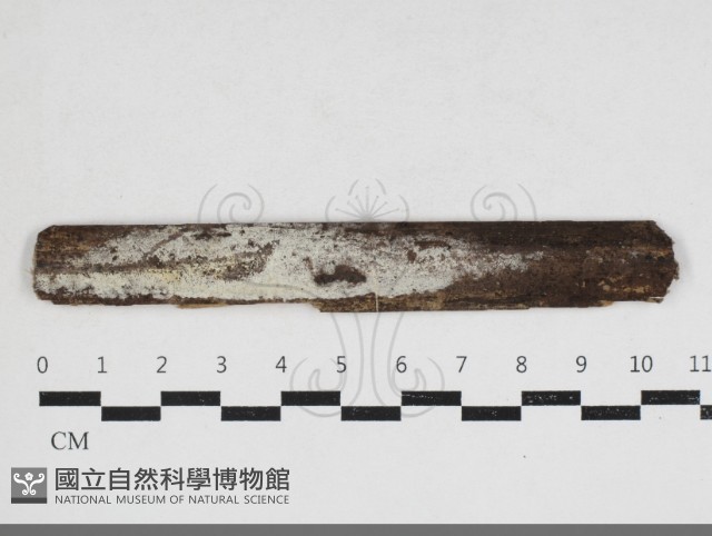 絲齒菌屬藏品圖，第1張