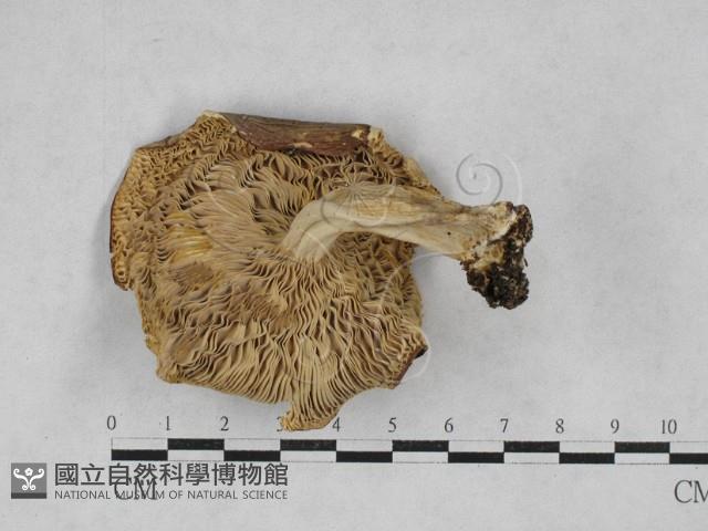 登錄號:F0028693藏品圖，第1張