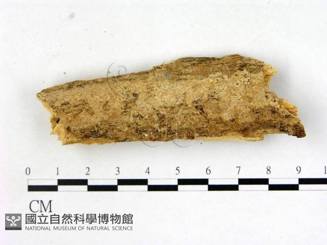 登錄號:F0008693藏品圖，第1張