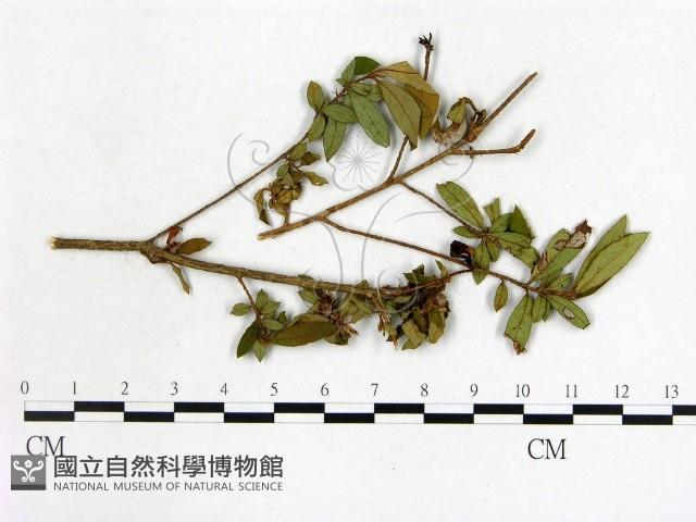 登錄號:F0020693藏品圖，第1張