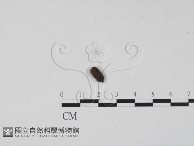 登錄號:F0000693藏品圖，第1張