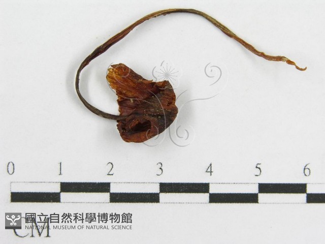 粉褶菌屬藏品圖，第1張