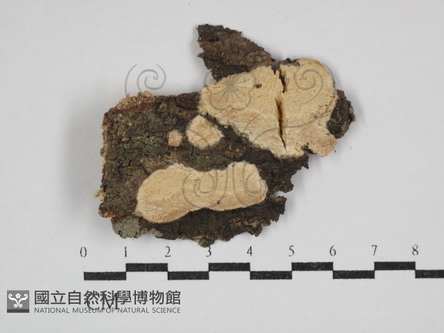 登錄號:F0030693藏品圖，第1張