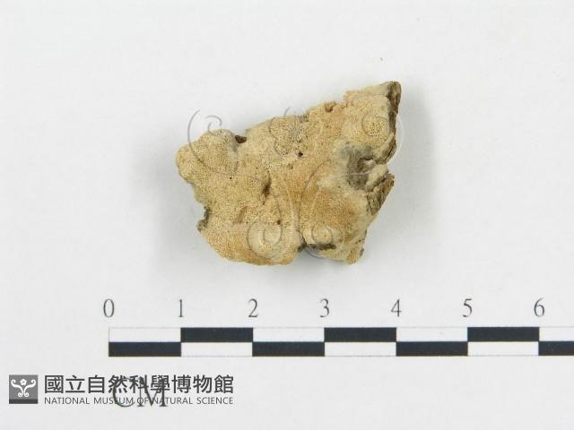 登錄號:F0006693藏品圖，第1張