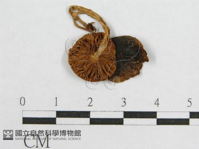 盔孢傘屬藏品圖，第1張