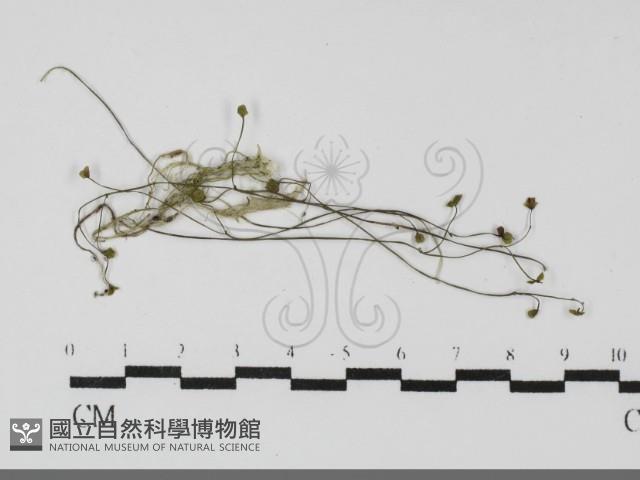 登錄號:F0031693藏品圖，第1張