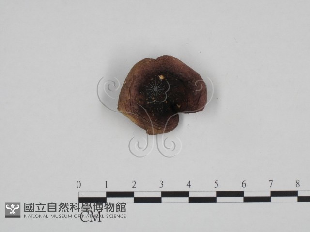 紅菇屬藏品圖，第1張