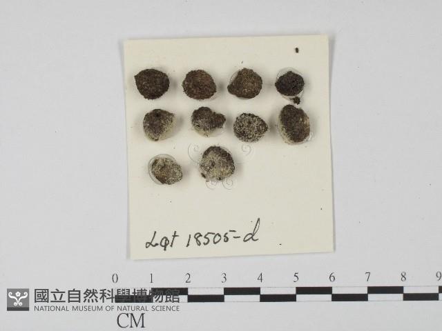 登錄號:F0004693藏品圖，第1張