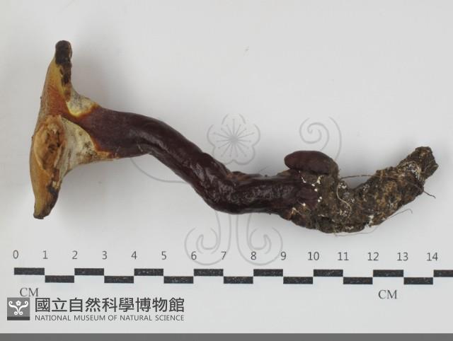 登錄號:F0034693藏品圖，第1張