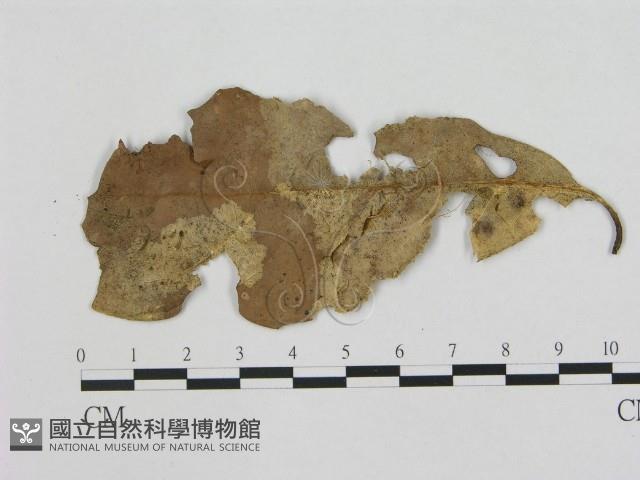 小皮傘屬藏品圖，第1張