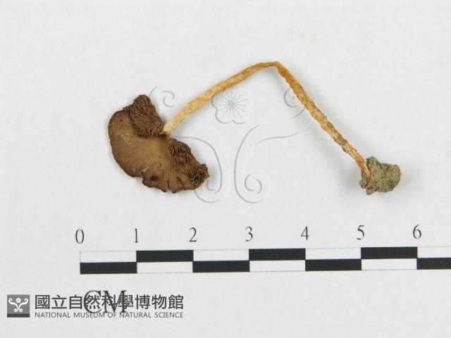 登錄號:F0012693藏品圖，第1張