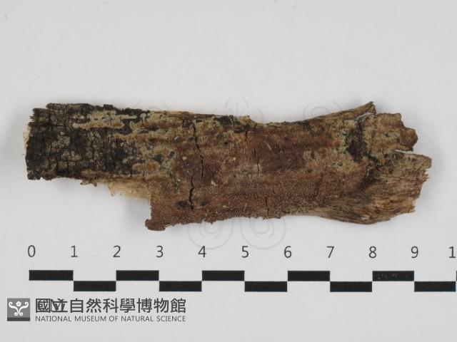 絲齒菌屬藏品圖，第1張