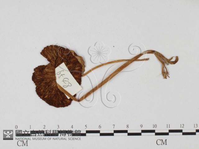 登錄號:F0025693藏品圖，第1張