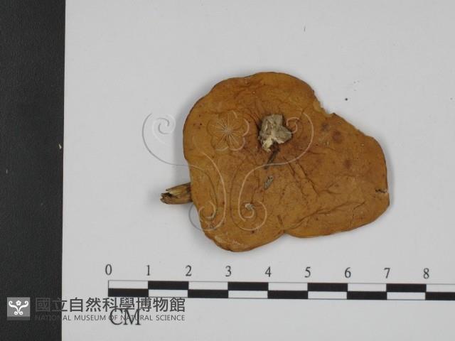 登錄號:F0009693藏品圖，第1張