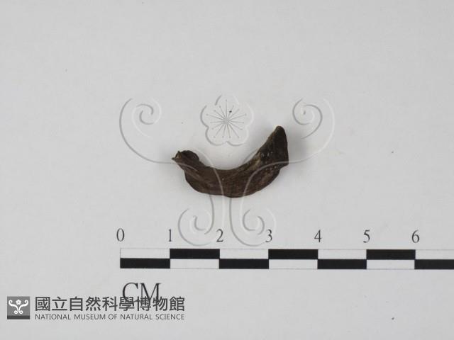 登錄號:F0019693藏品圖，第1張