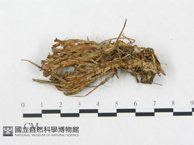 登錄號:F0013693藏品圖，第1張