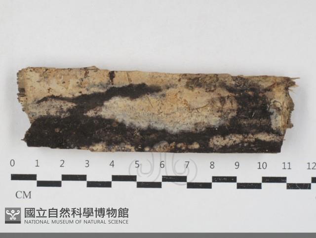 登錄號:F0033693藏品圖，第1張