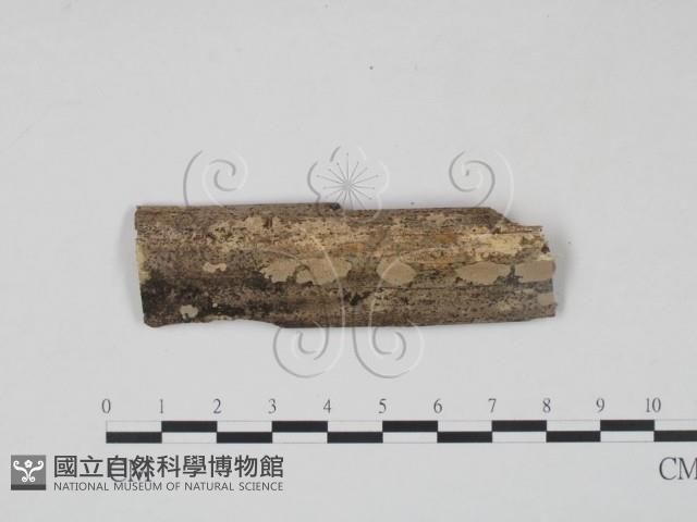 登錄號:F0010493藏品圖，第1張