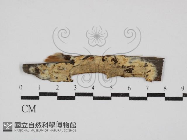 登錄號:F0030493藏品圖，第1張