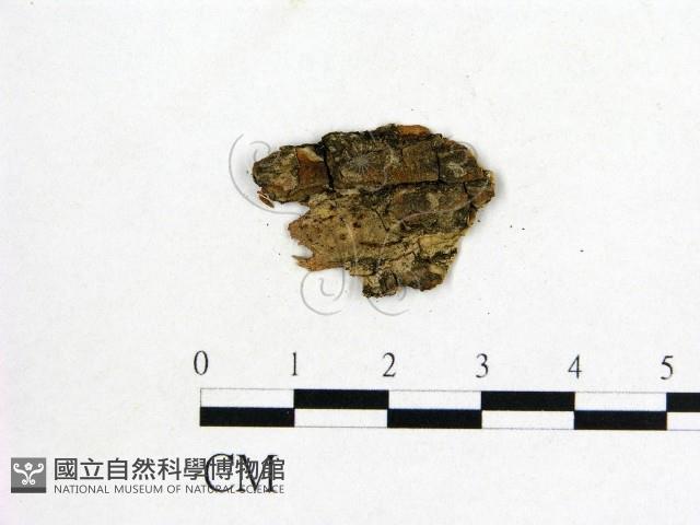登錄號:F0011493藏品圖，第1張