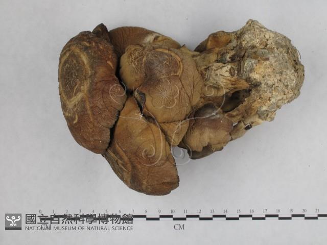 登錄號:F0024493藏品圖，第1張