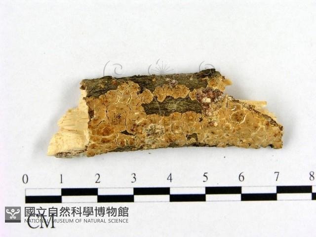 登錄號:F0004493藏品圖，第1張