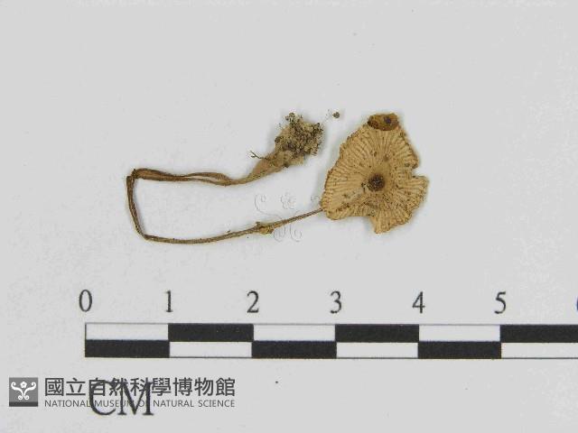 登錄號:F0014493藏品圖，第1張