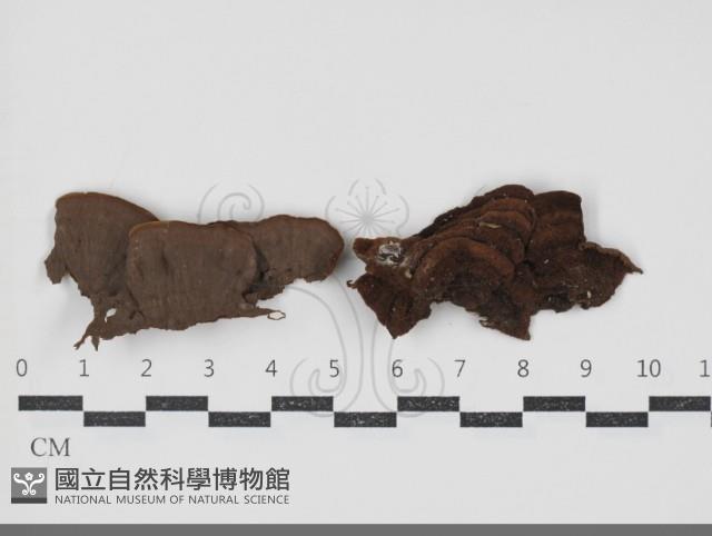 刺革菌屬藏品圖，第1張