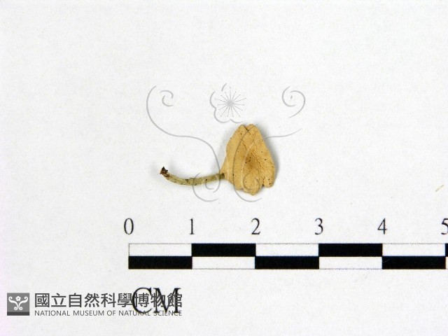 微皮傘屬藏品圖，第1張