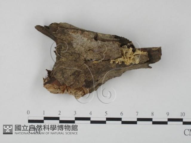 登錄號:F0002493藏品圖，第1張