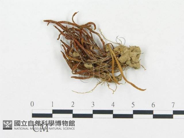 登錄號:F0012493藏品圖，第1張
