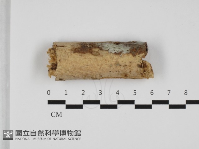 登錄號:F0032493藏品圖，第1張