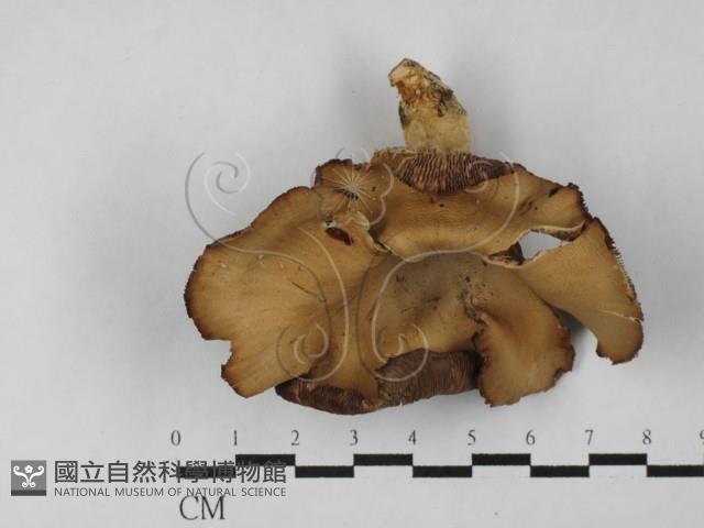 側耳屬藏品圖，第1張