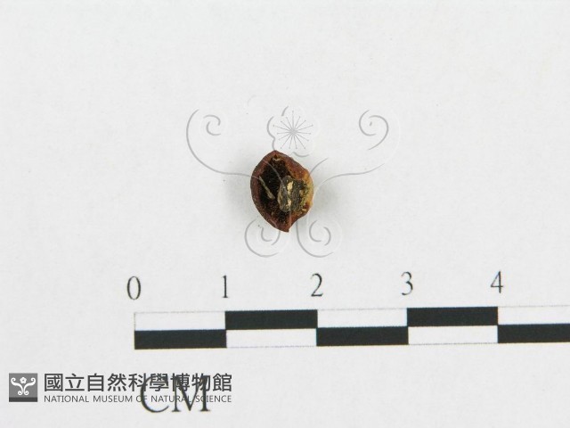 多孔菌屬藏品圖，第1張